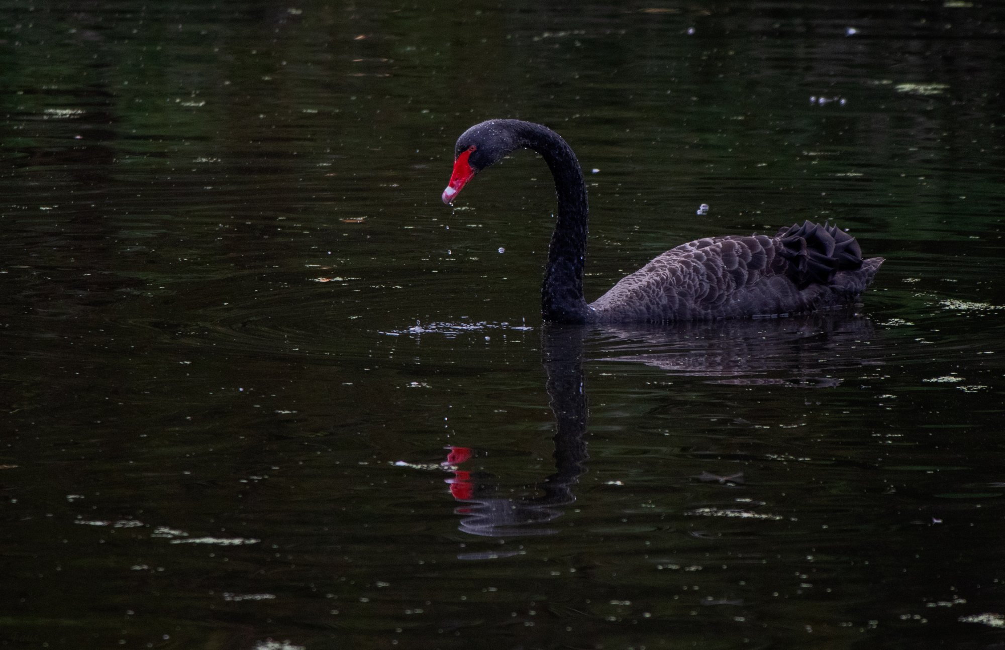 Photo Cisne Negro