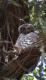  (Ninox strenua)