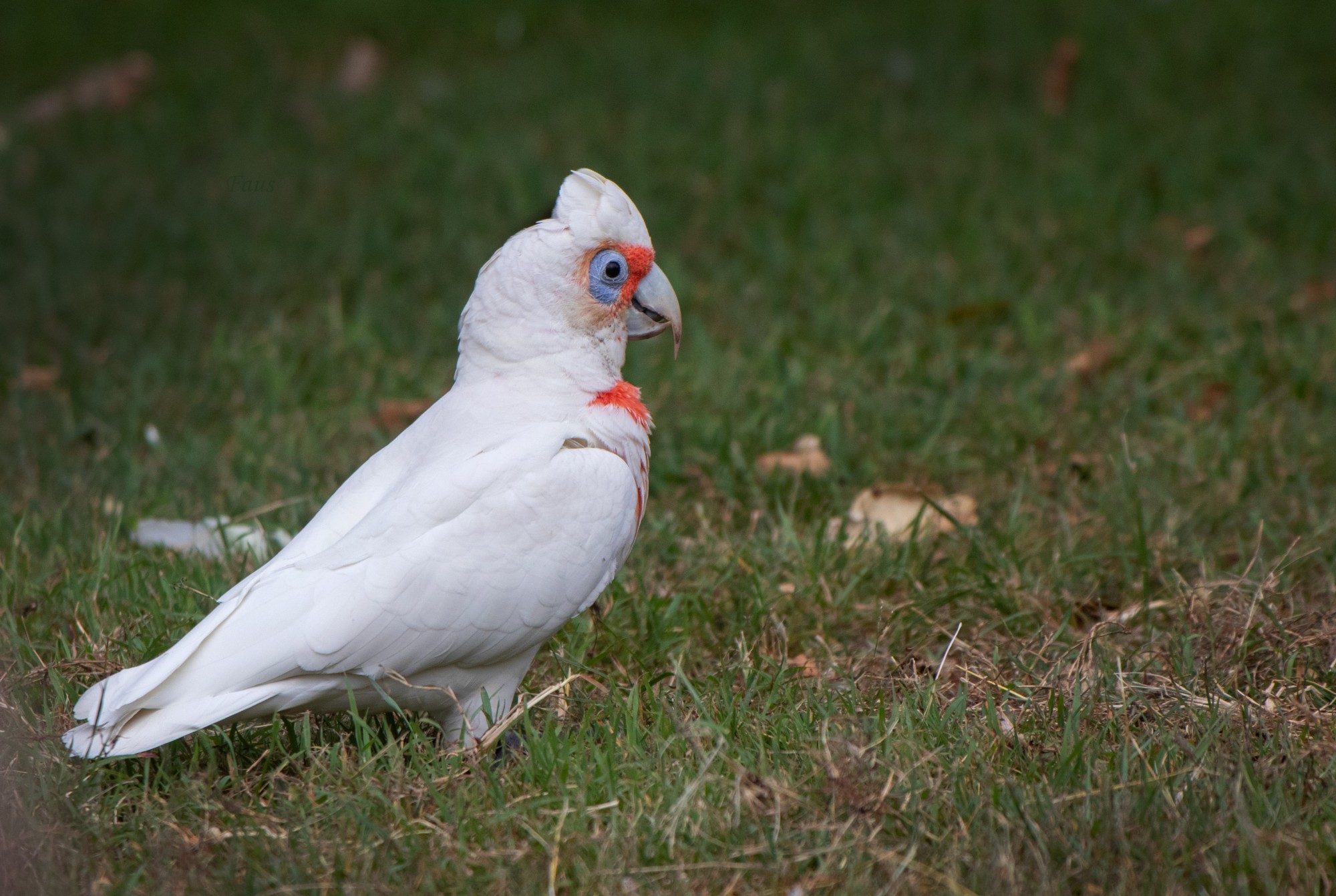 Cacatua&nbsp;tenuirostris