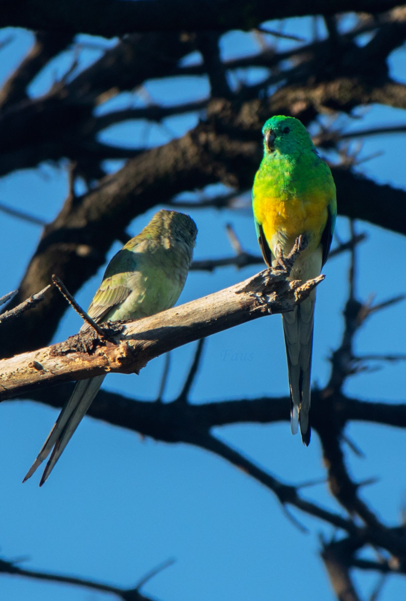 Psephotus&nbsp;haematonotus