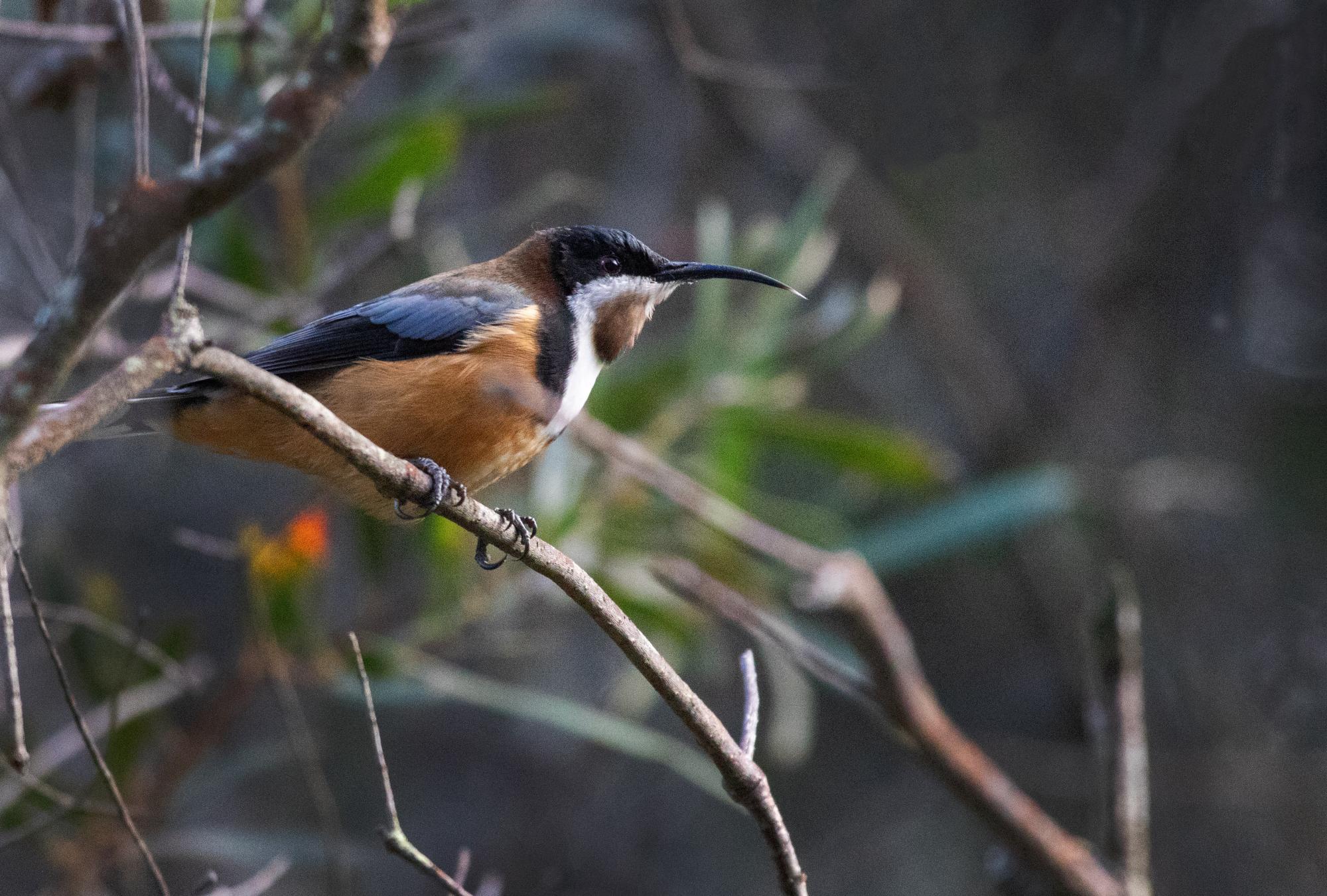 Acanthorhynchus&nbsp;tenuirostris
