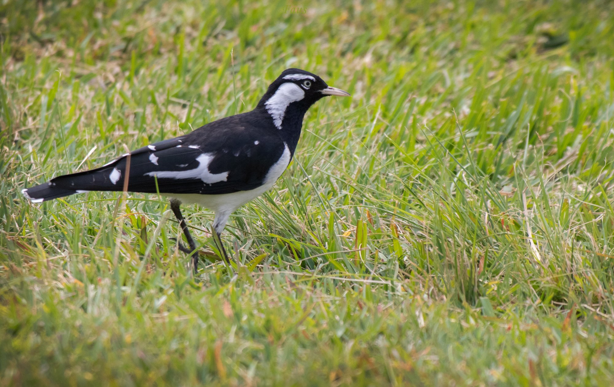 Grallina&nbsp;cyanoleuca