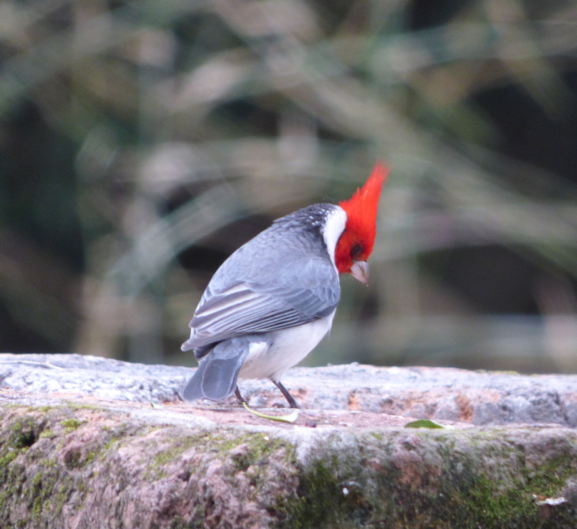 Photo Cardenal Común