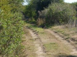 Foto Liebre Europea