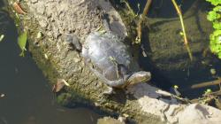 Foto Tortuga Pintada