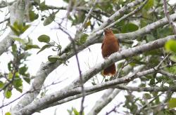 Foto Cacholote Crestigrís