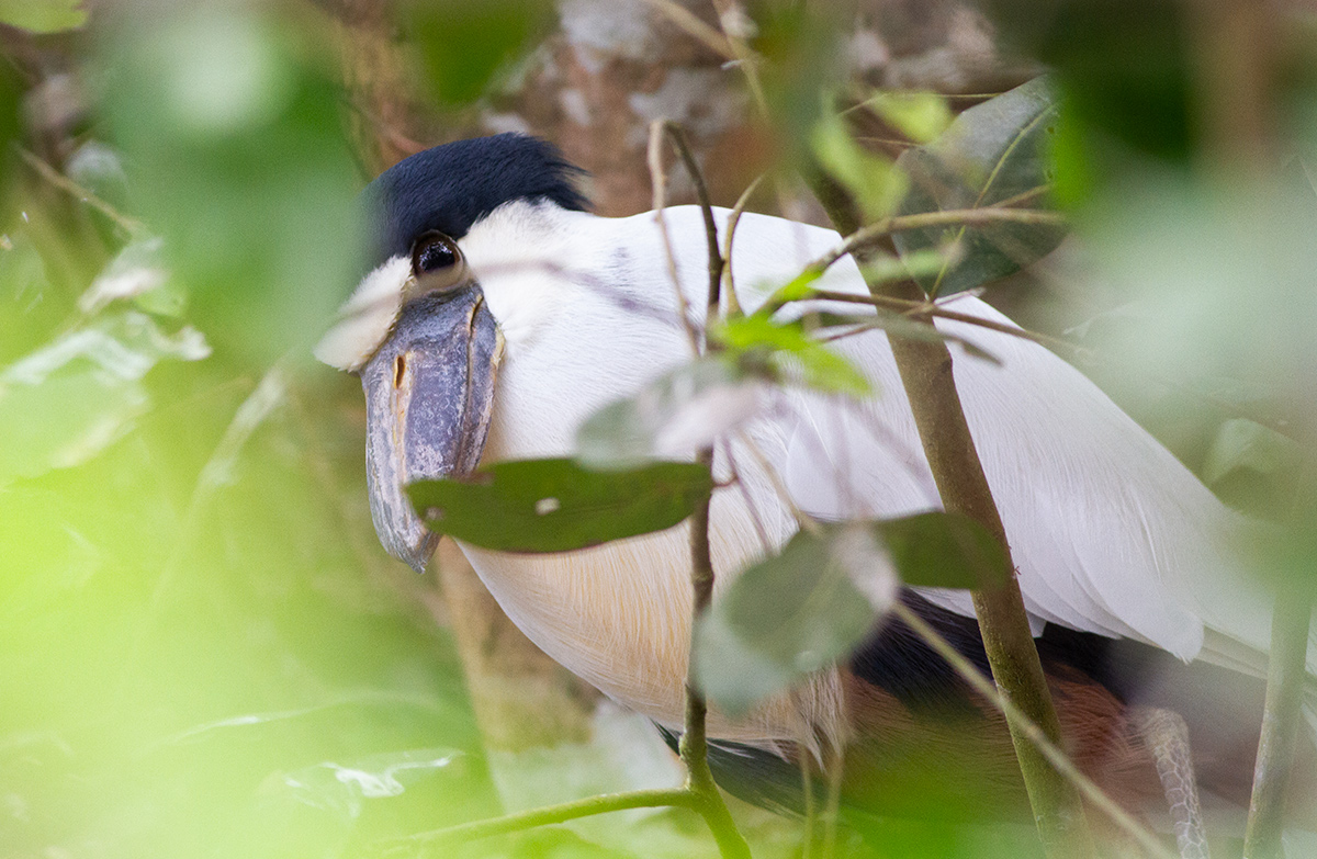 Foto Garza Cucharona