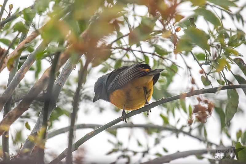 Sanhaçu-papa-laranja (Rauenia bonariensis)