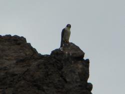 Foto Halcón Peregrino