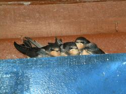 Foto Golondrina Tijerita