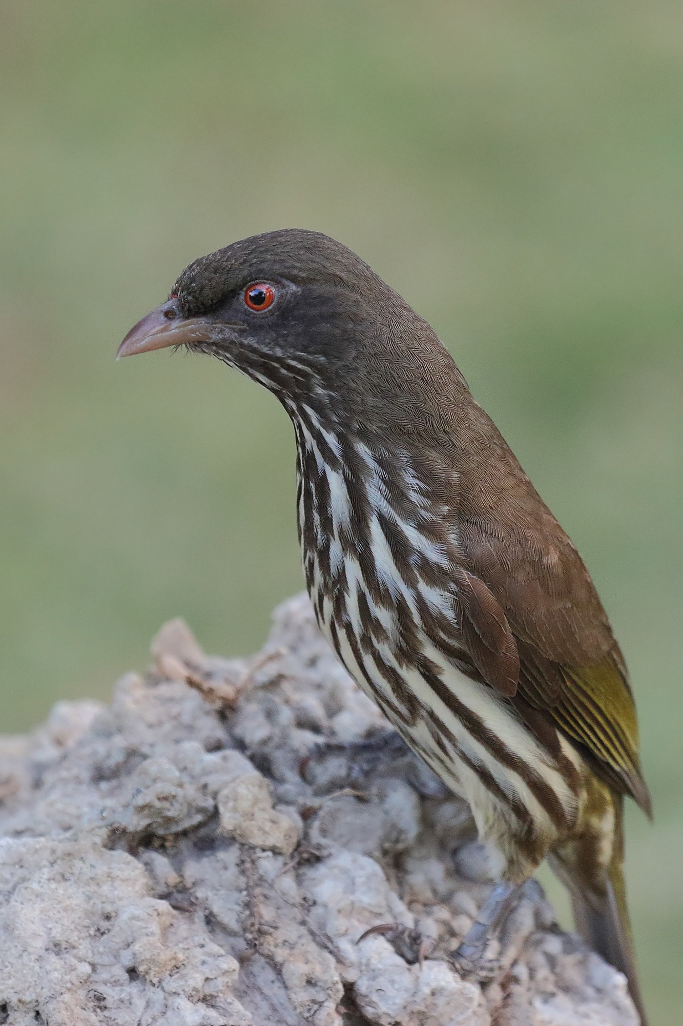 Foto Cigua Palmera