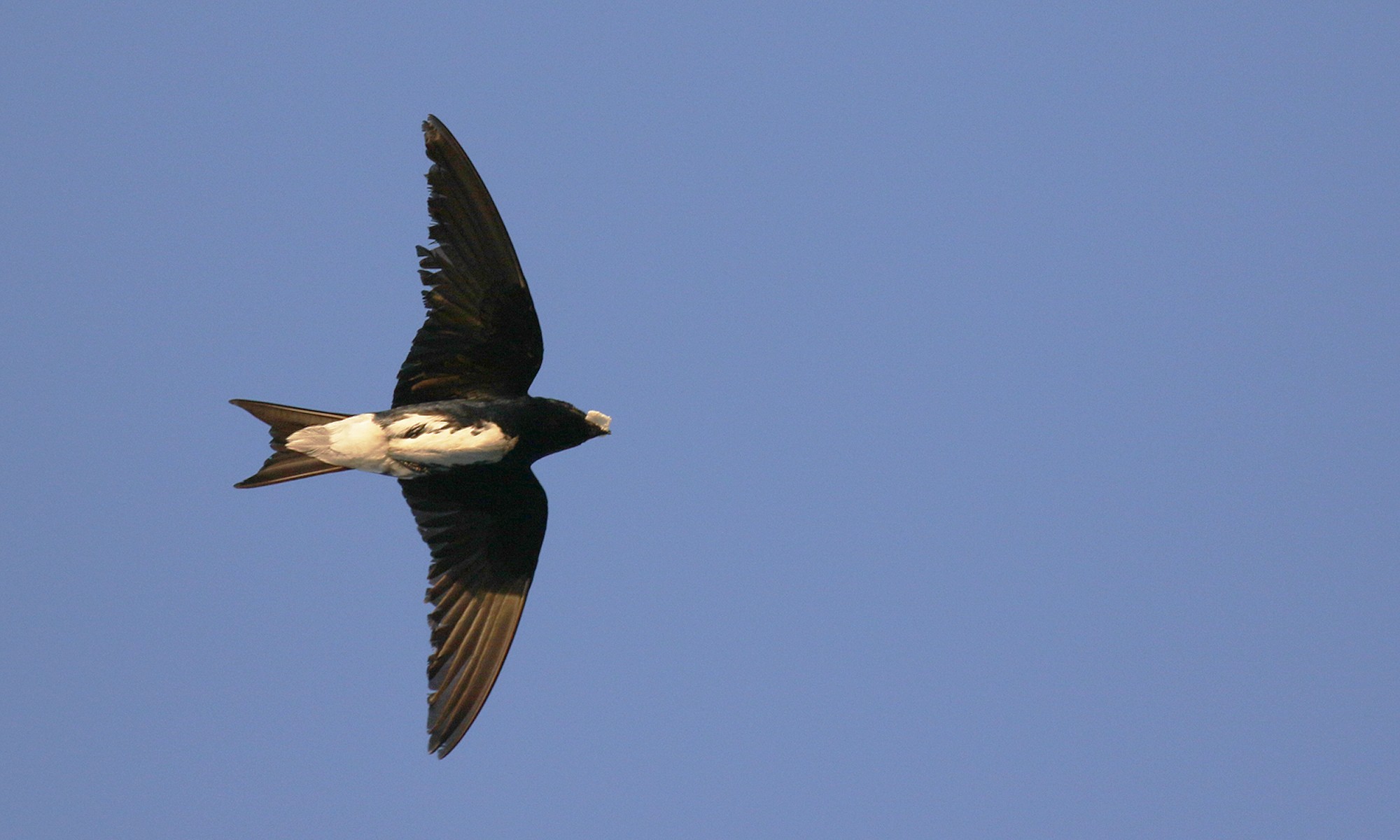 Foto Golondrina Grande