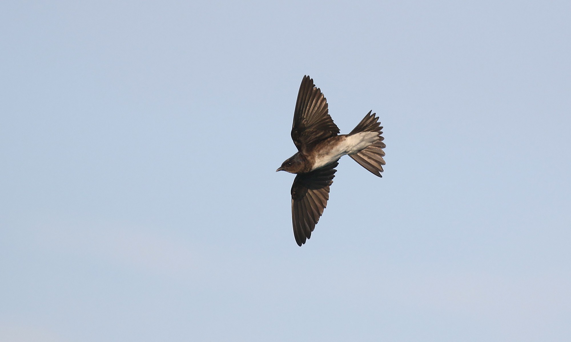 Foto Golondrina Grande