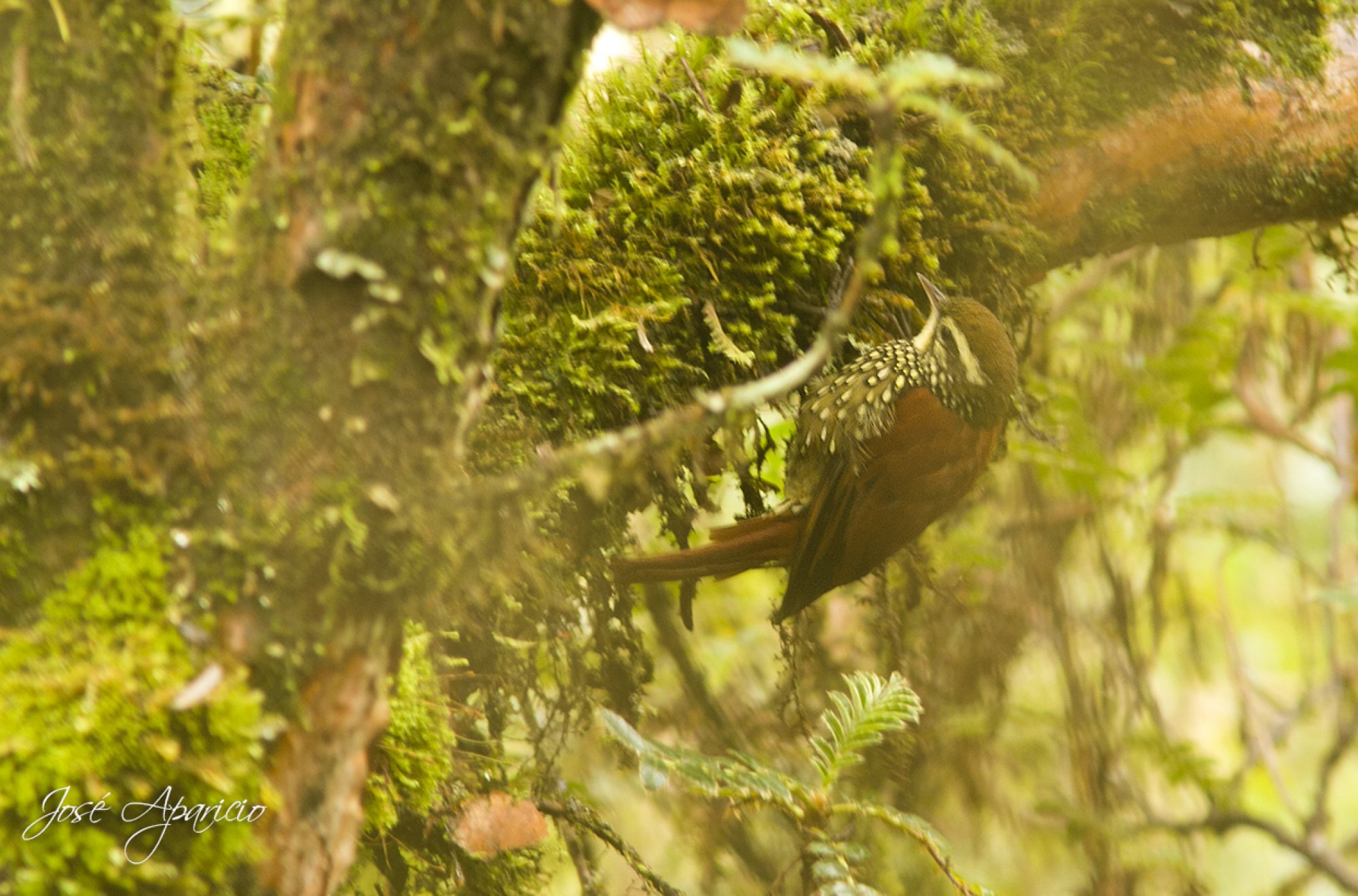 Margarornis&nbsp;squamiger