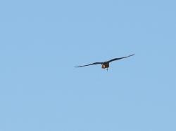 Foto Gavilán Planeador