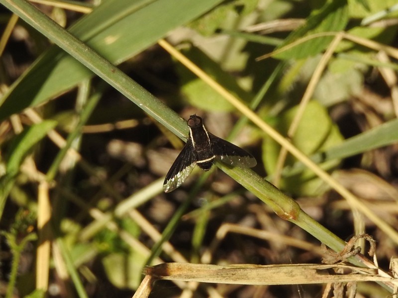 Hemipenthes&nbsp;ditaenia