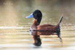 Foto Pato Zambullidor Grande