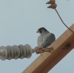 Foto Halcón Peregrino