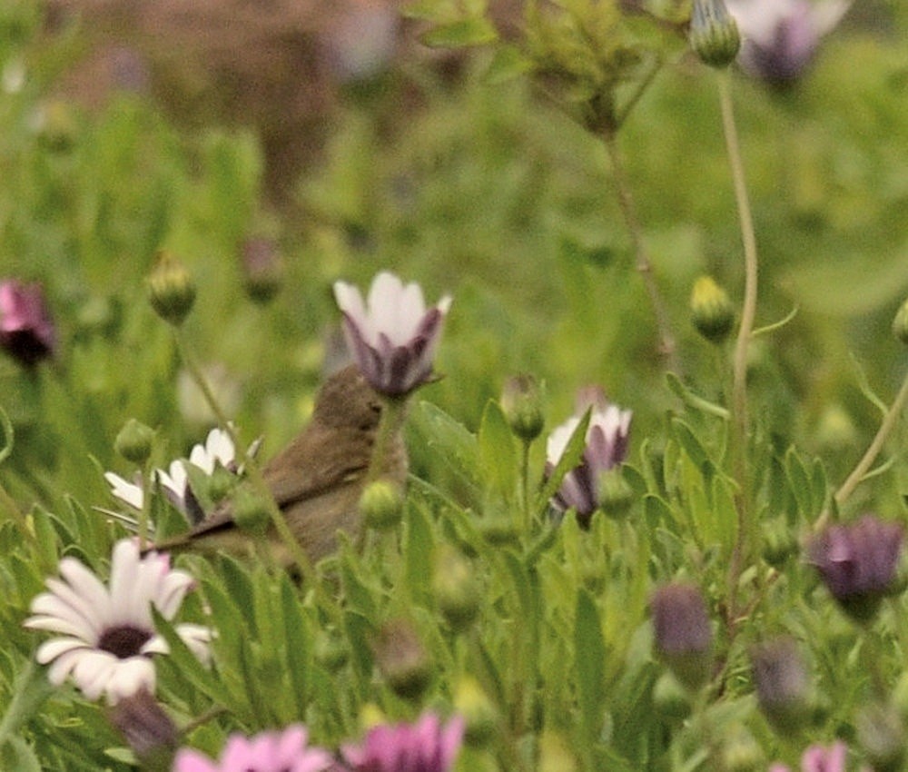 Foto Mosquitero Común