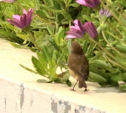 Foto Mosquitero Común