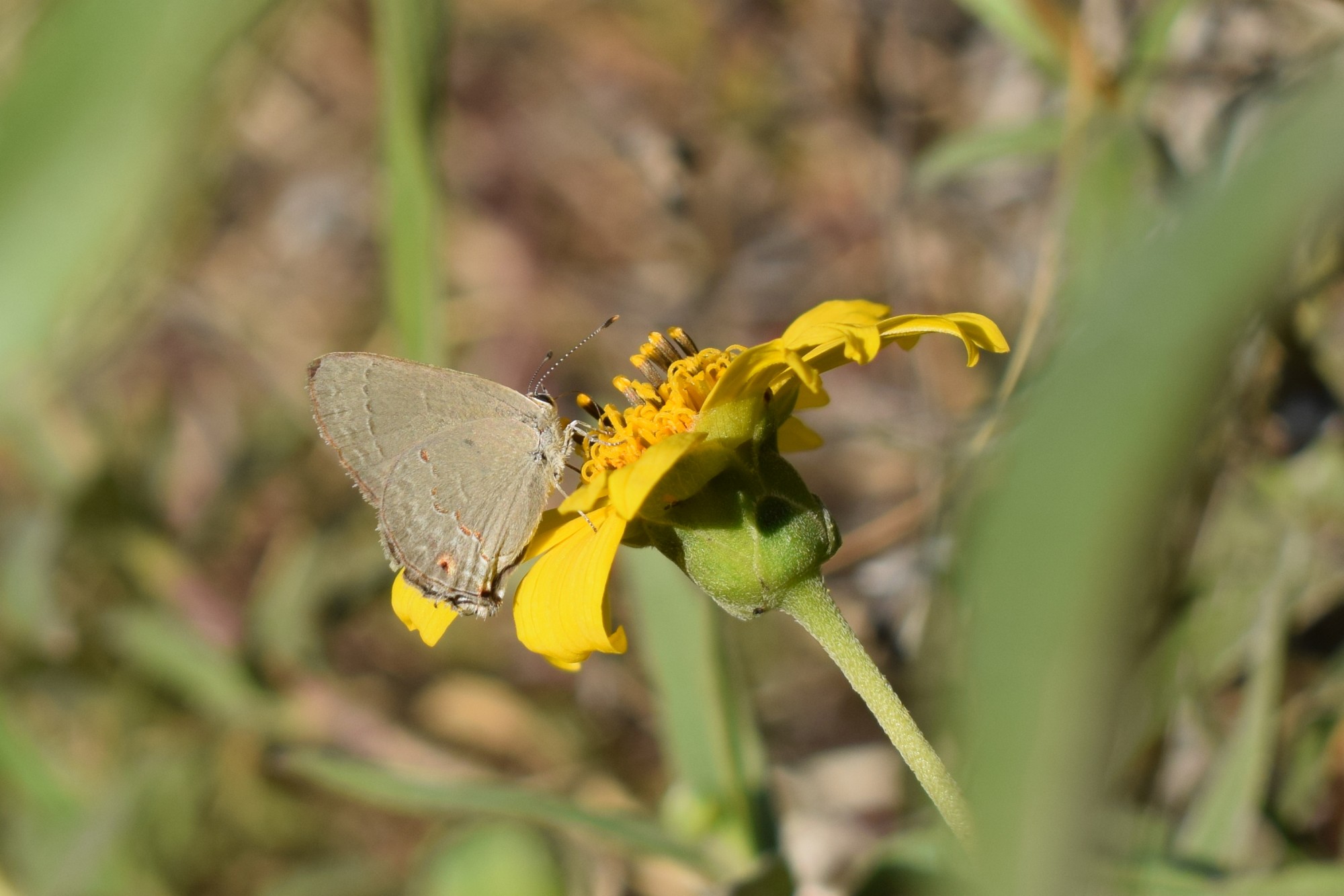 Foto Frotadora Serrana