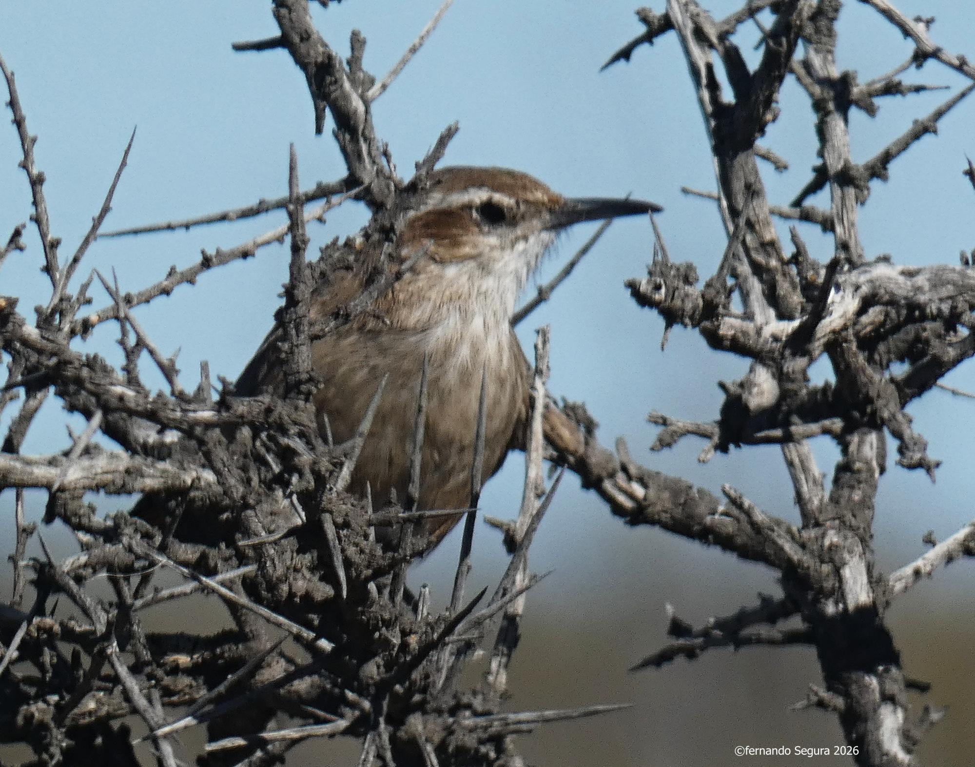 Photo Bandurrita Patagónica