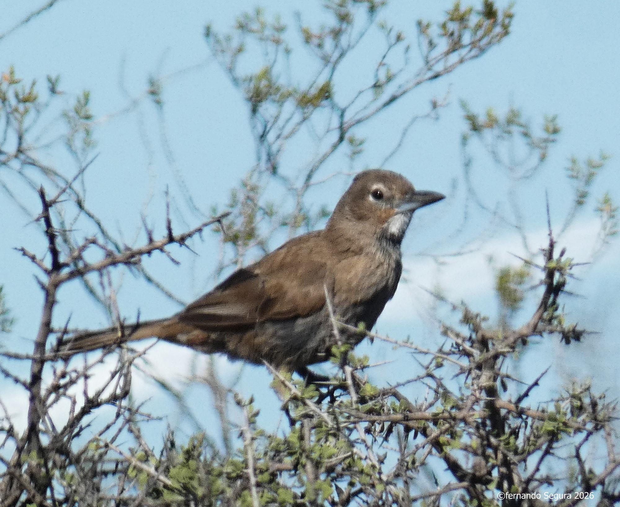 Photo Cacholote Pardo