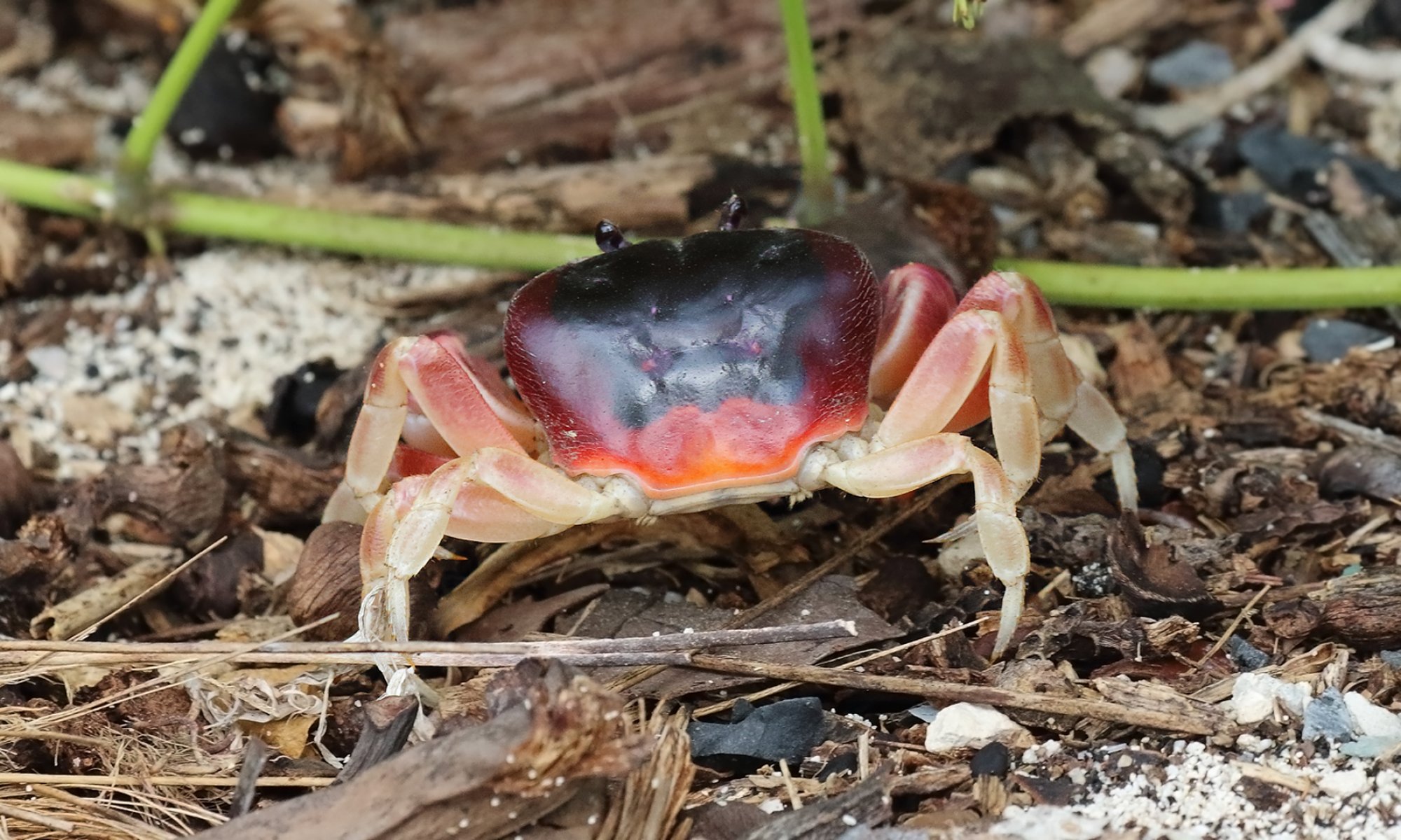 Hartnollius&nbsp;lateralis