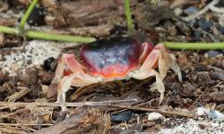  (Hartnollius lateralis)