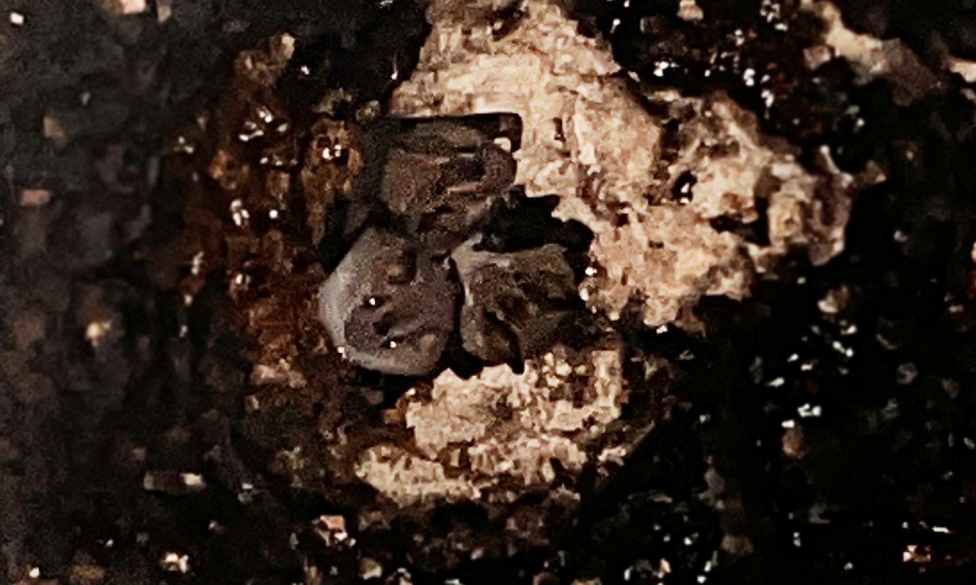 Artibeus&nbsp;jamaicensis