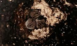 Jamaican Fruit-eating Bat (Artibeus jamaicensis)