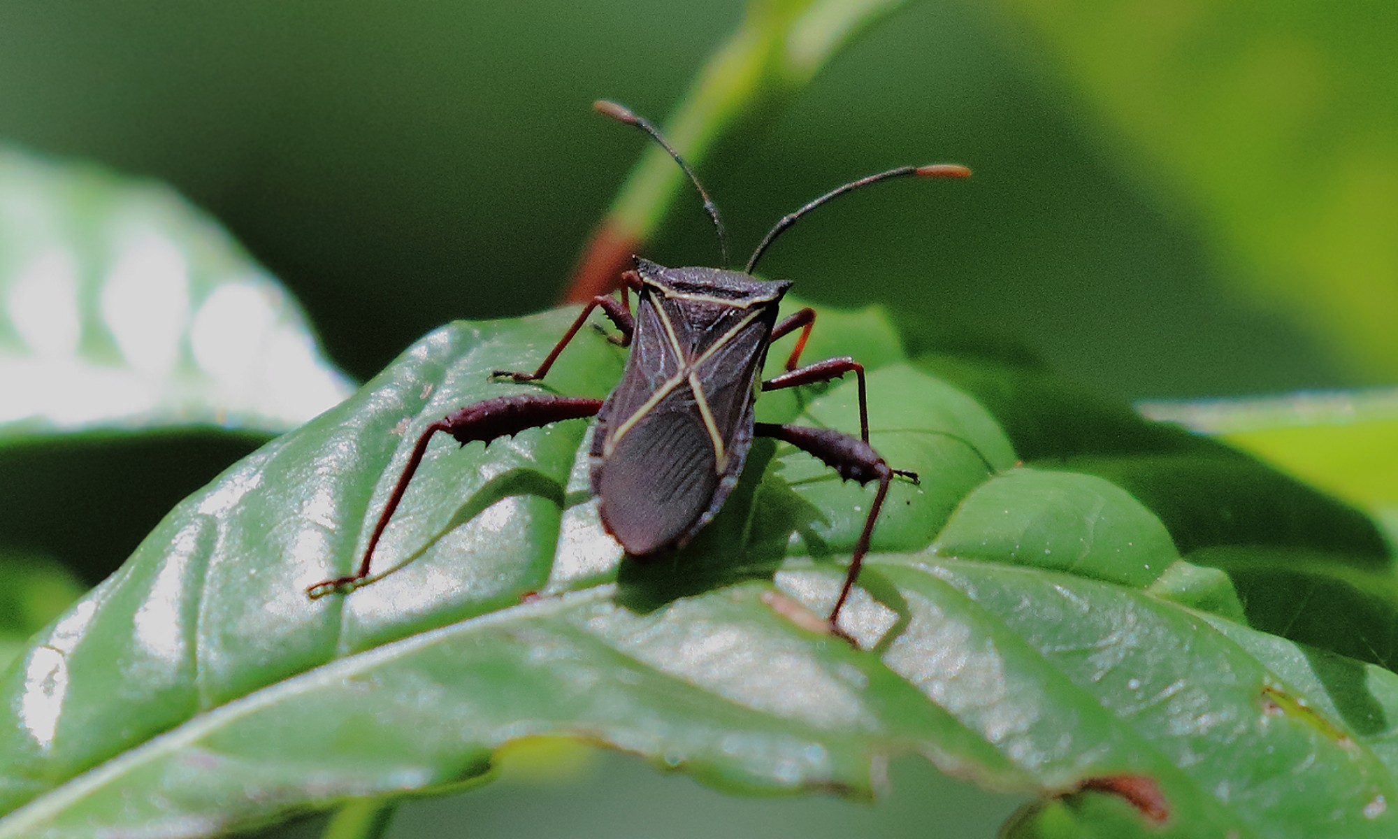 Acanthocerus&nbsp;cruciger