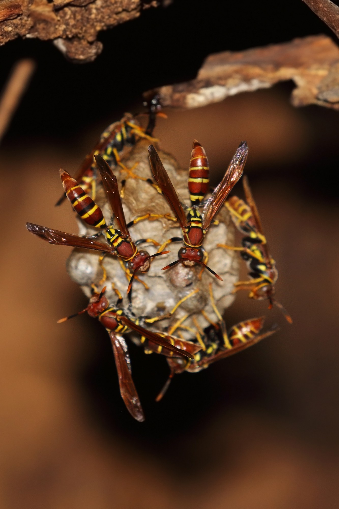 Polistes&nbsp;crinitus