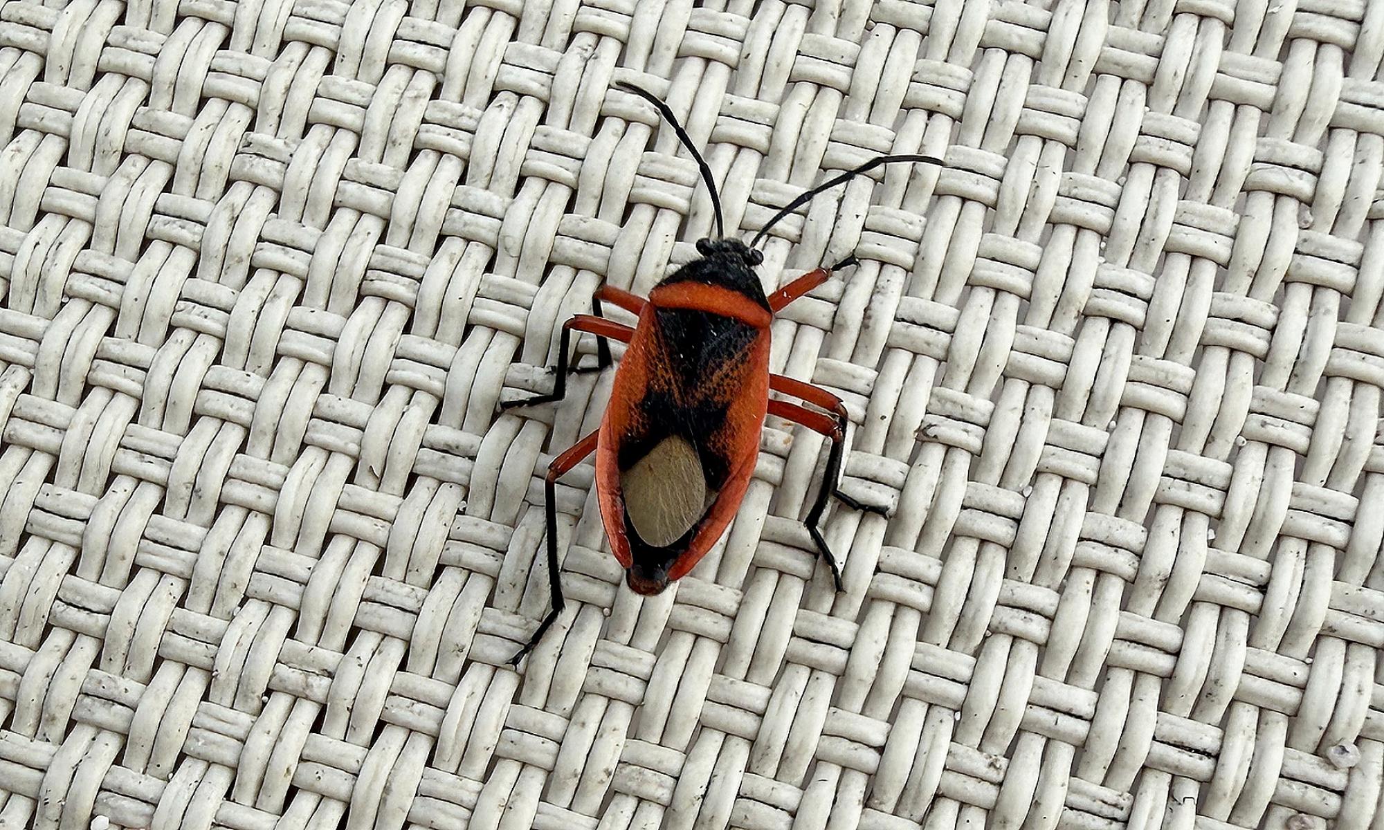 Largus&nbsp;obovatus