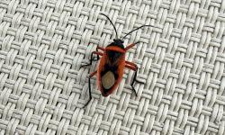  (Largus obovatus)