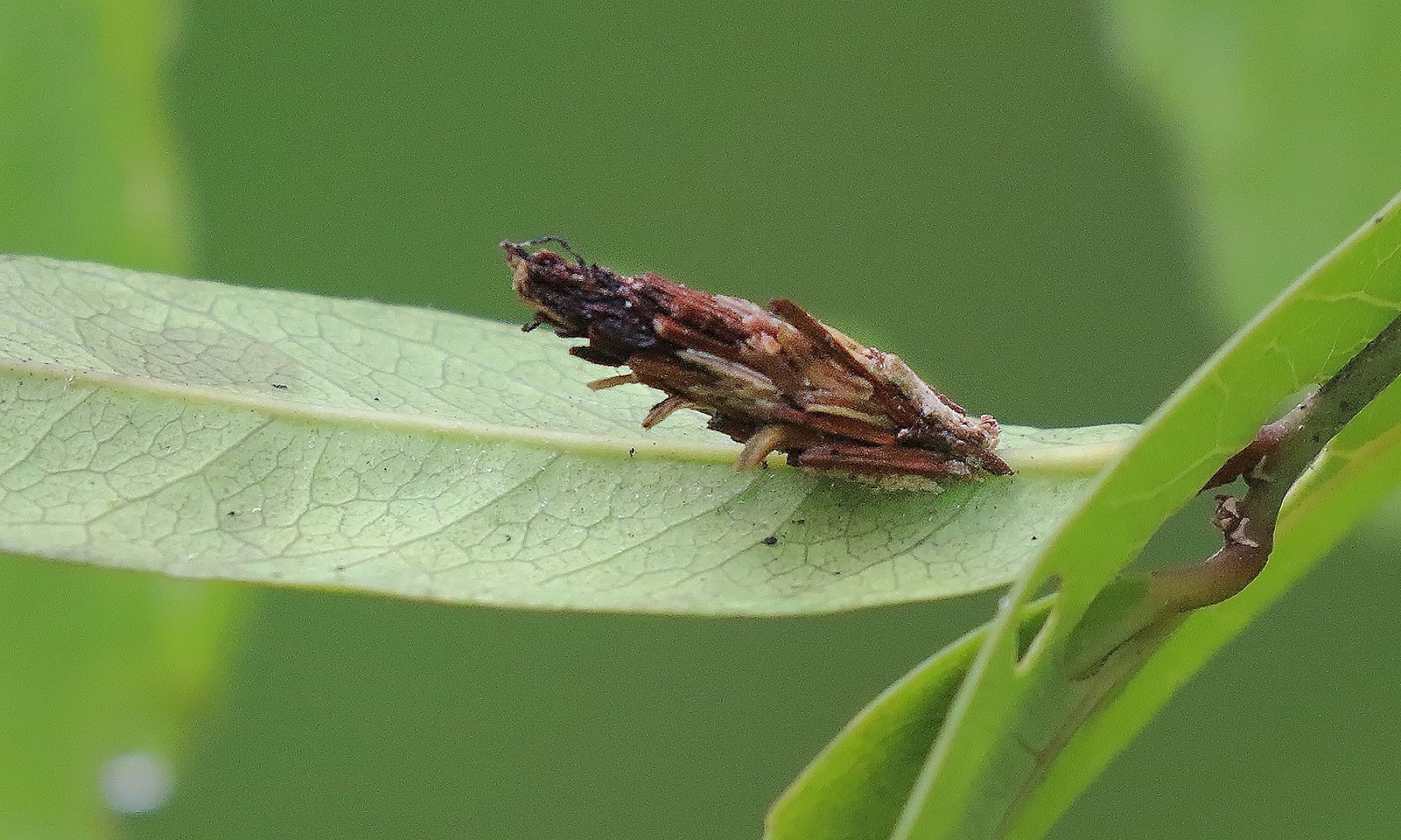 Psychidae&nbsp;sp.