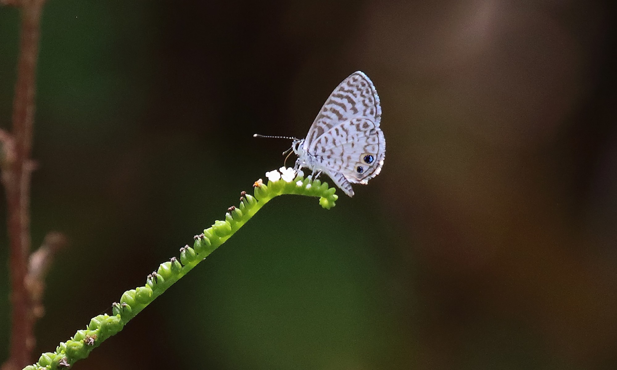 Leptotes&nbsp;cassius