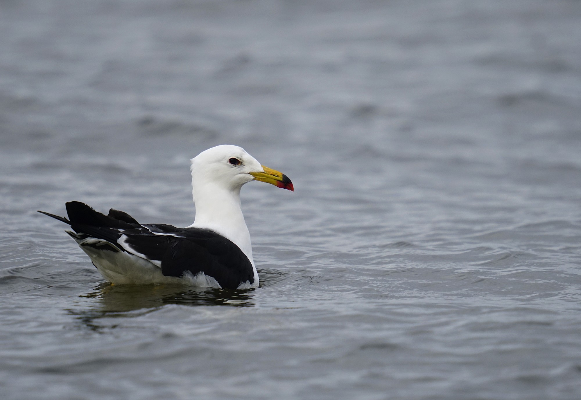 Photo Gaviota Cangrejera