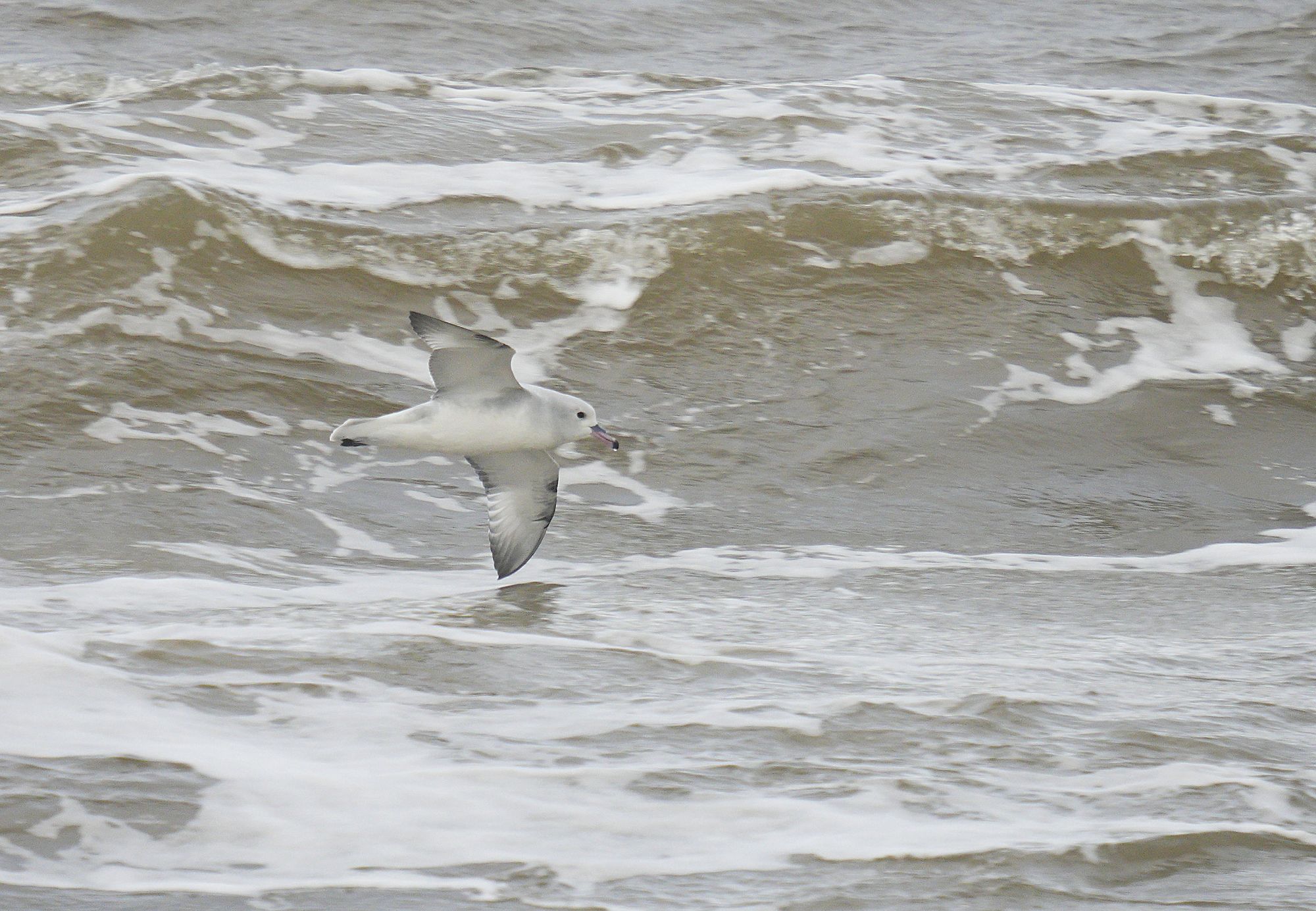 Photo Petrel Plateado