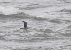 Photo Petrel Gigante Subantártico