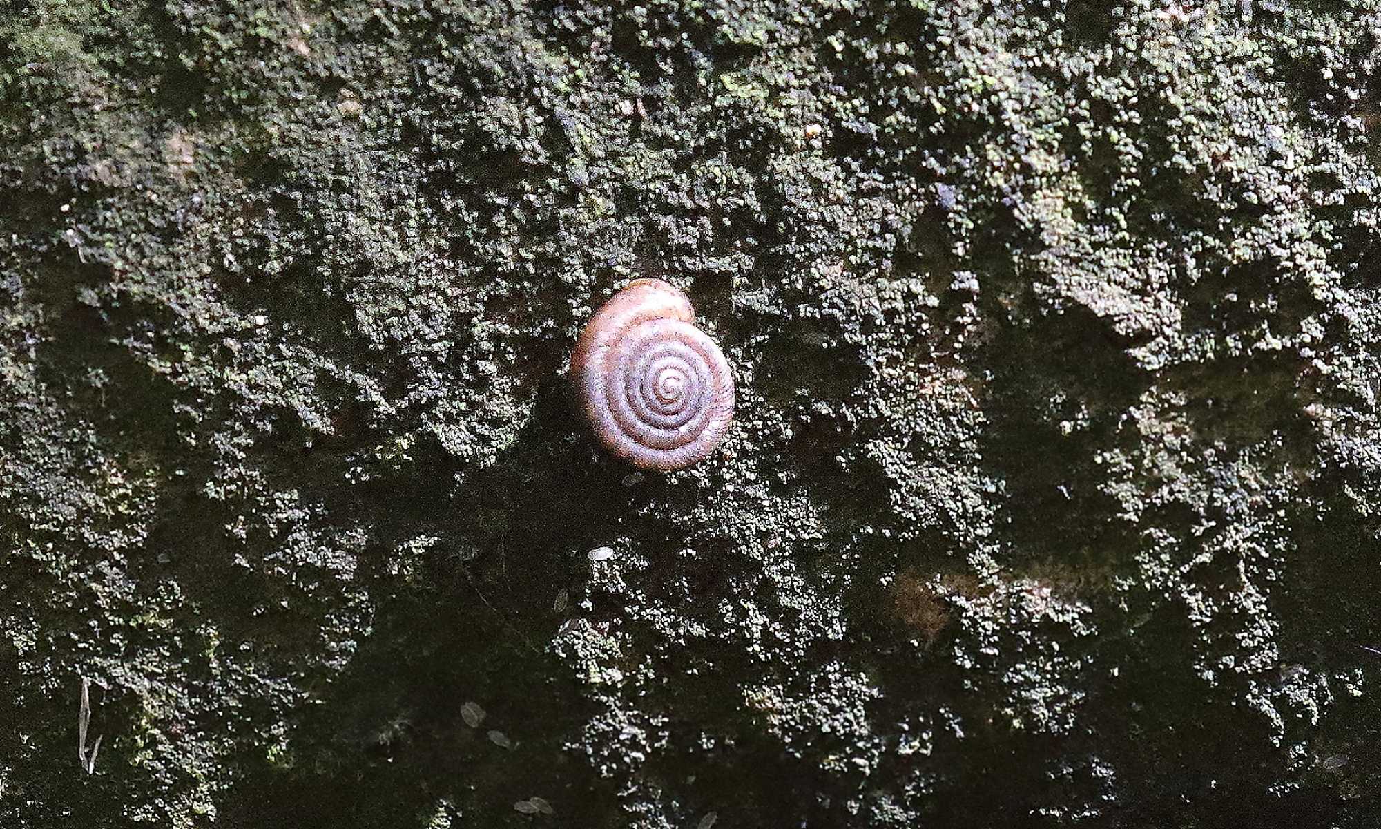 Foto Caracol Espiral Aplanado