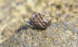  (Plicopurpura patula)