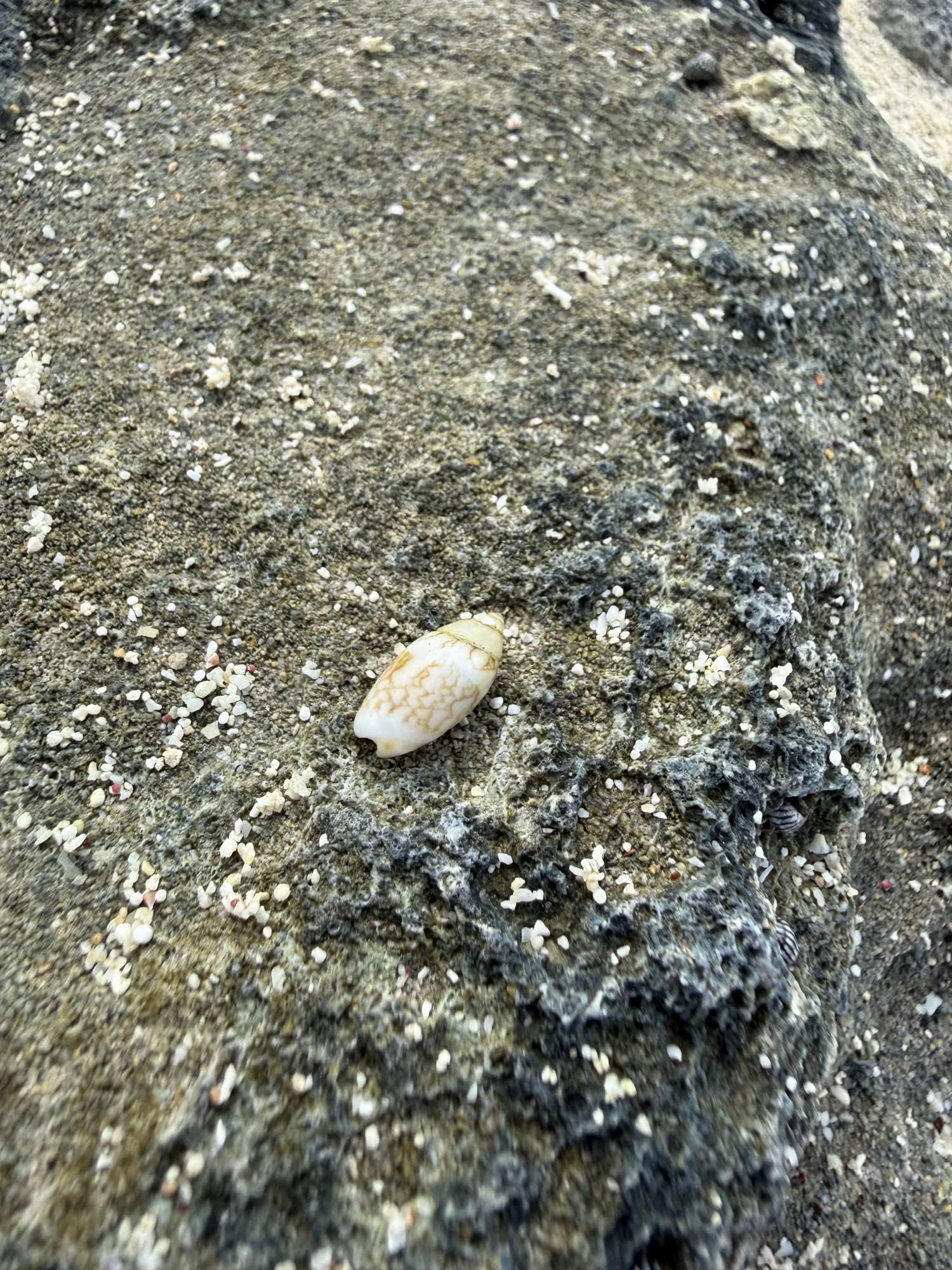 Olivella&nbsp;sp.
