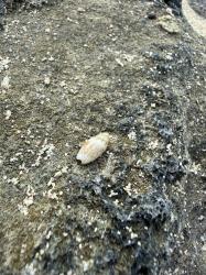  (Olivella sp.)