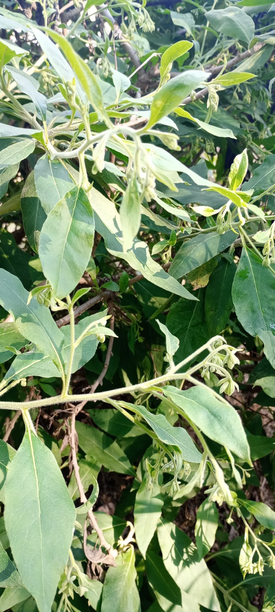 Foto Tabaco Del Monte