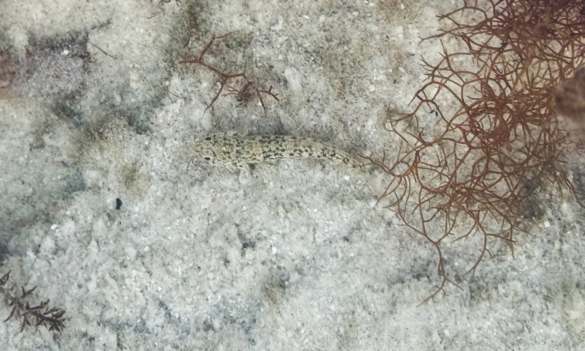 Bathygobius&nbsp;sp.