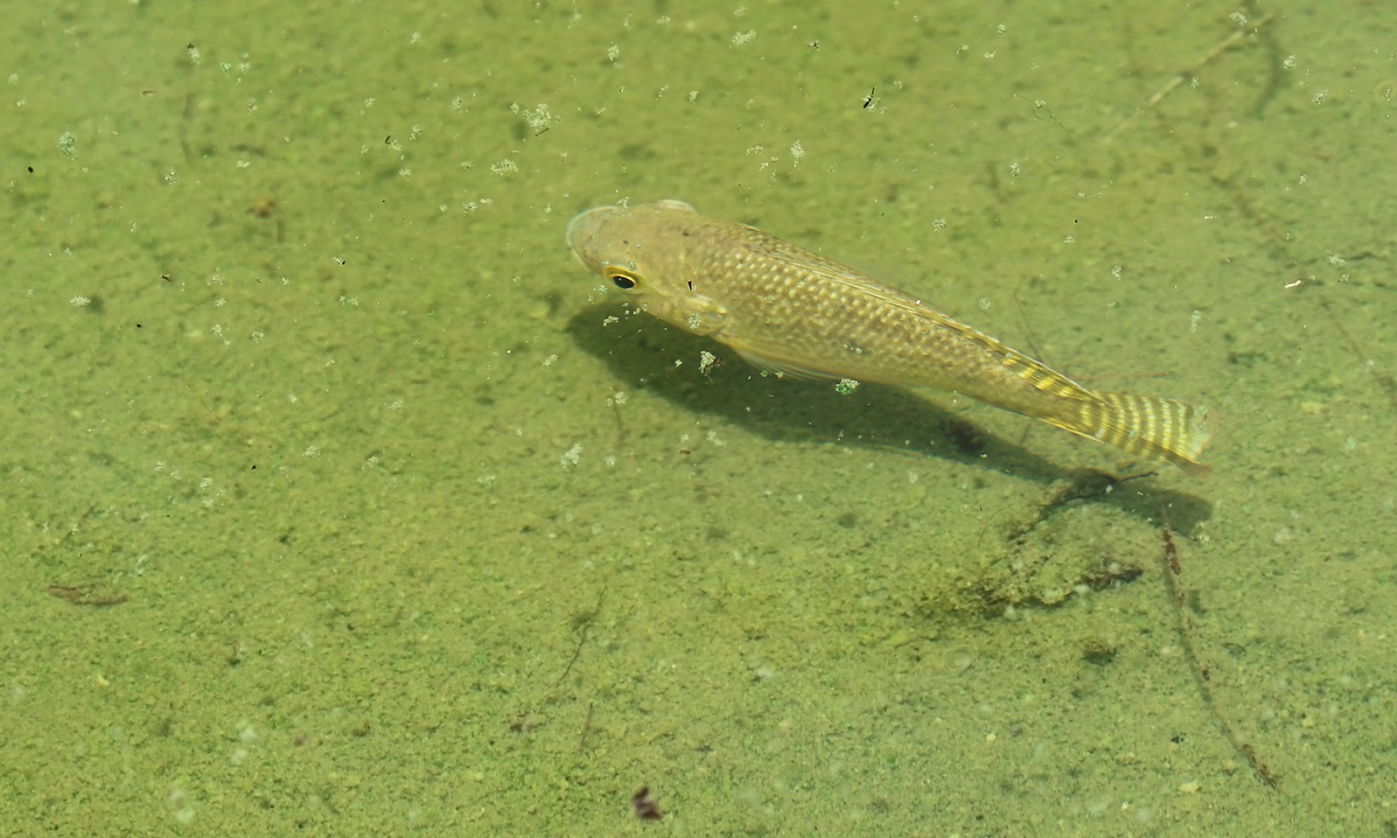 Foto Tilapia