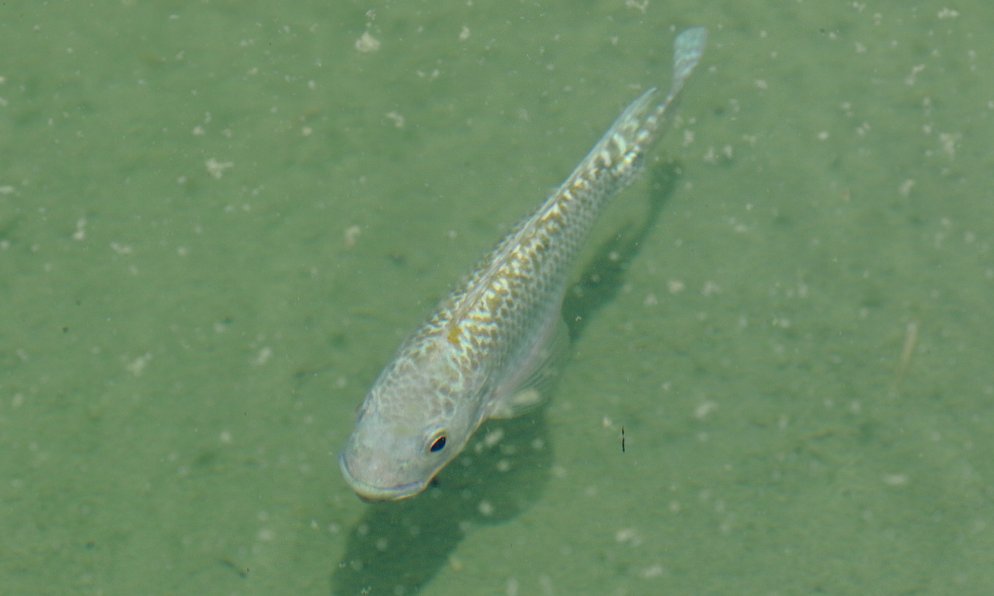 Foto Tilapia