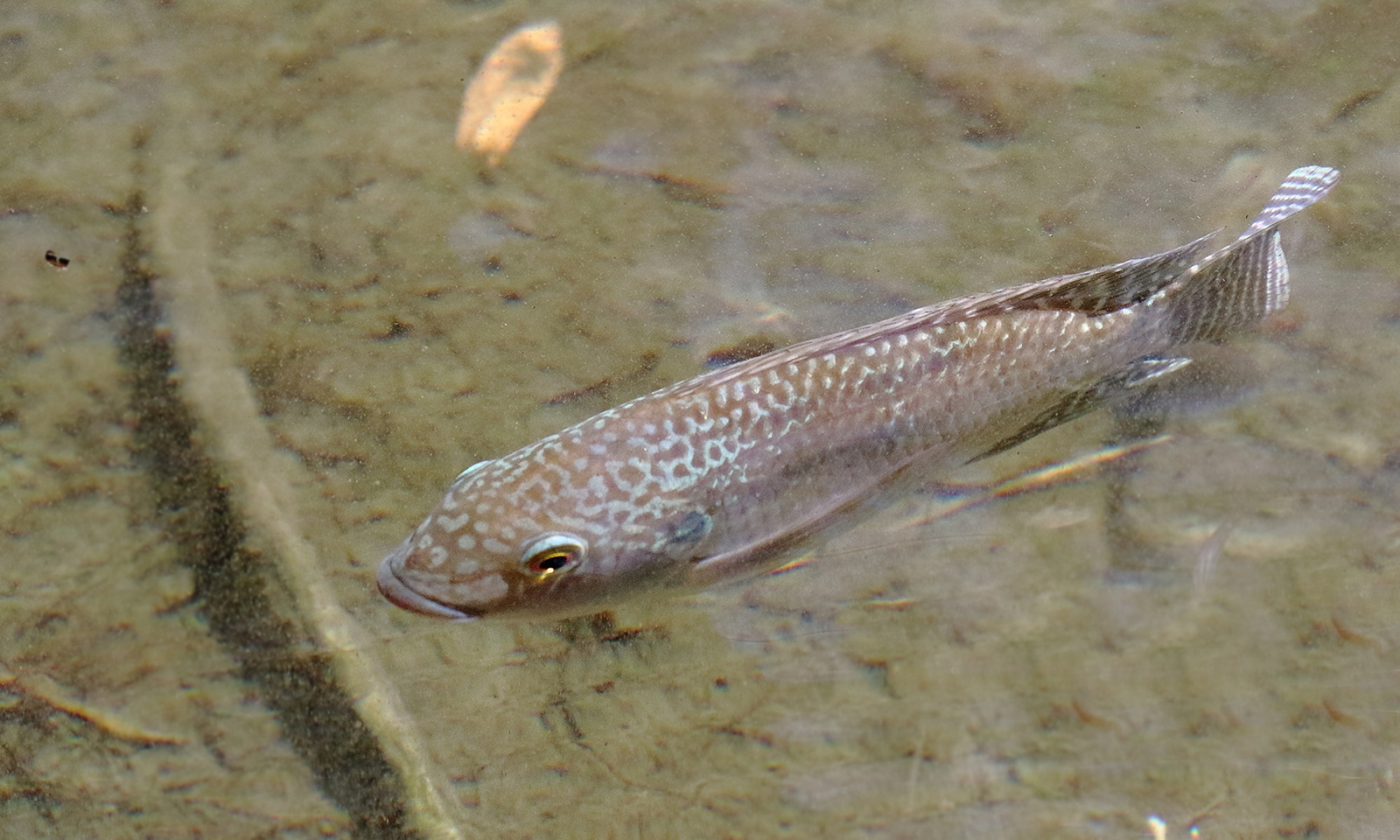 Foto Tilapia