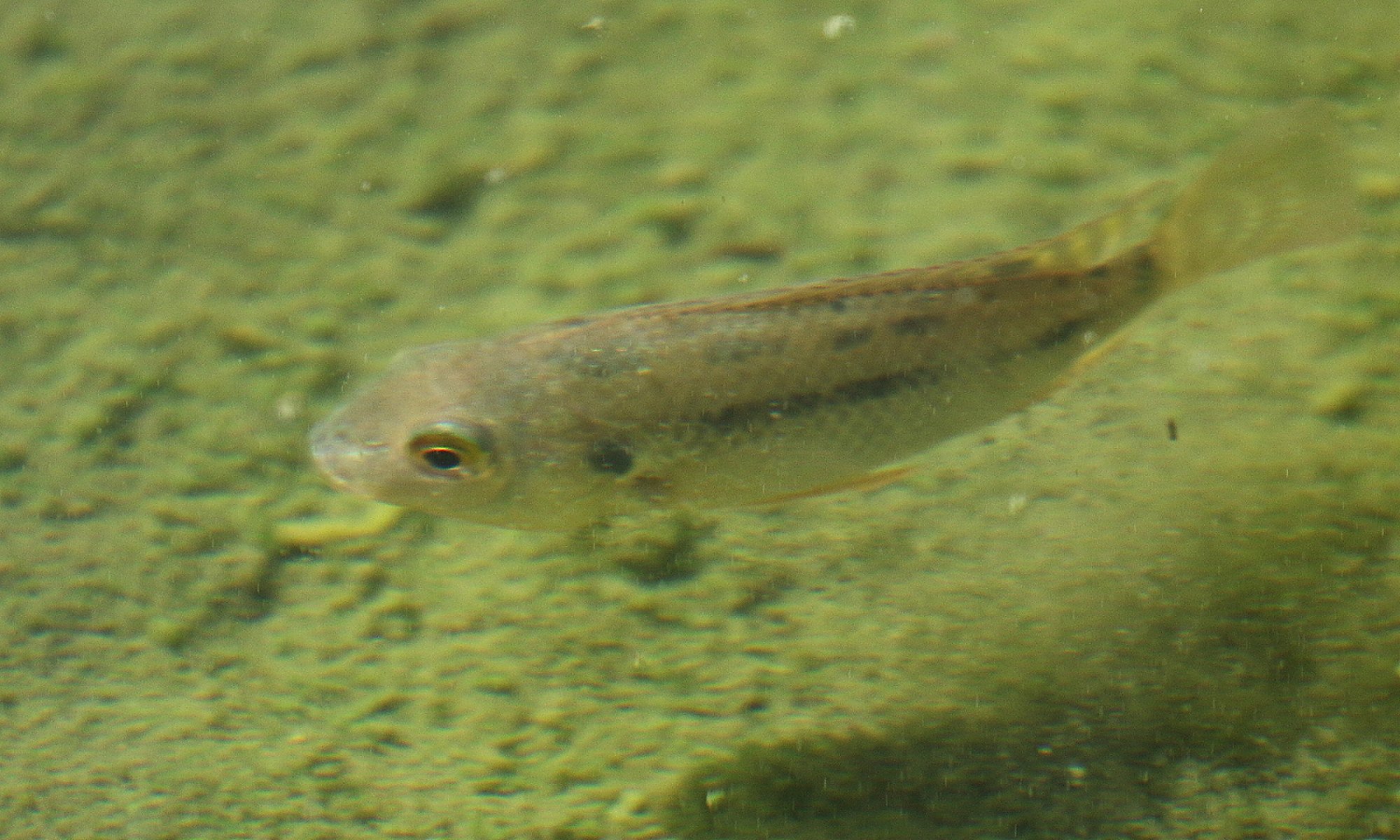 Foto Tilapia